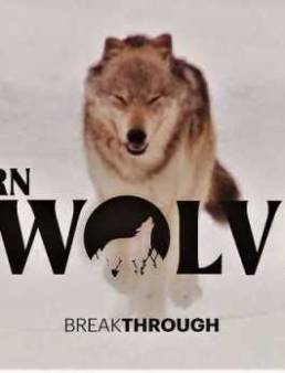 فيلم Breakthrough: Return of the Wolves 2020 مترجم