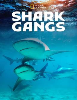 فيلم Shark Gangs 2021 مترجم