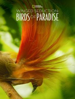 فيلم Winged Seduction: Birds of Paradise 2012 مترجم