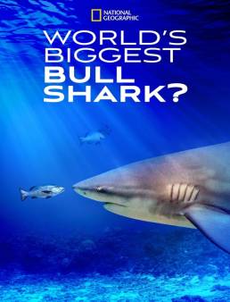فيلم World's Biggest Bull Shark? 2021 مترجم